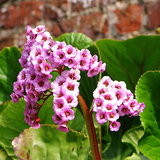 bergenia cordifolia bergenia cordifolia